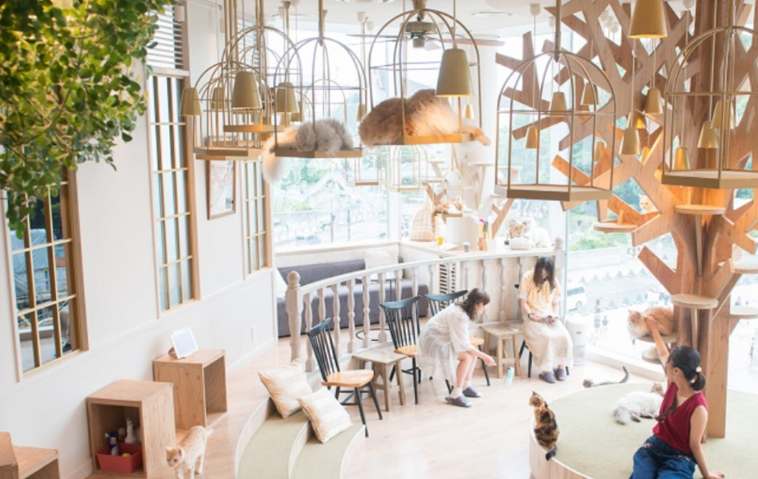 アニメイトカフェ Harajuku Pop Web