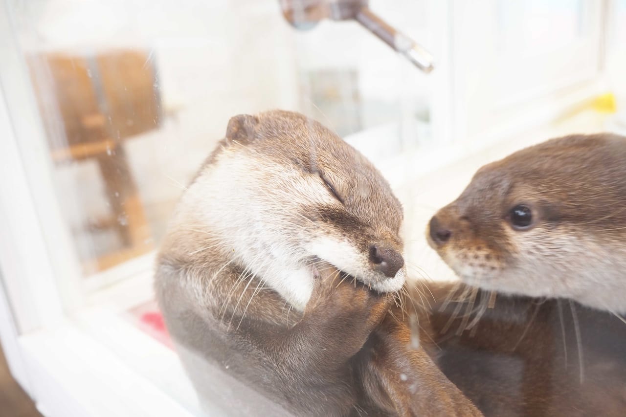 話題の動物カフェに行ってみた Vol.7「HARRY 原宿テラス店」 - HARAJUKU POP WEB