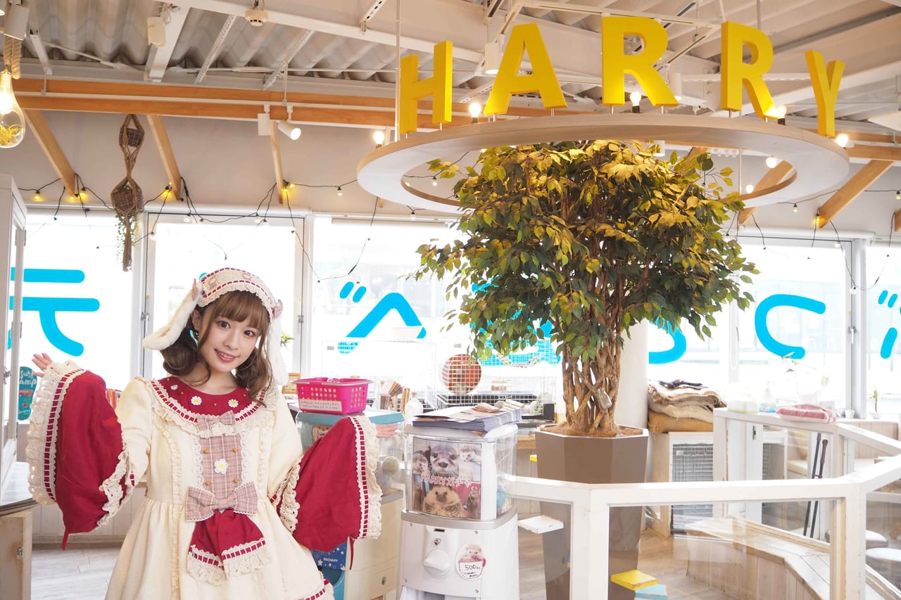 話題の動物カフェに行ってみた Vol.7「HARRY 原宿テラス店」 HARAJUKU POP WEB